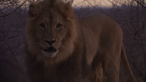 majestic lion licks lips at sunrise