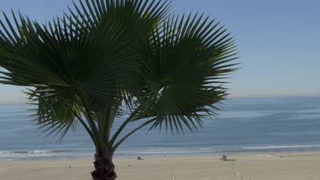 Palmera-Con-Vista-Al-Mar