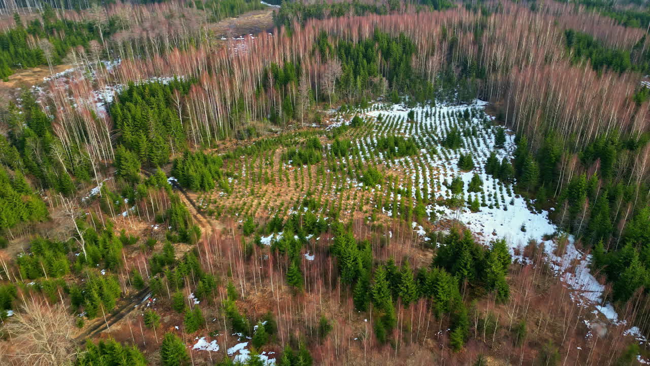 Drone Fly above pine tree plantation cut trees hole in ground production woods, wood construction site for primordial deforestation