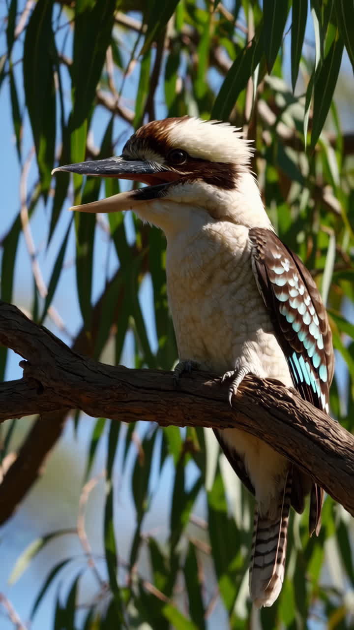 Kookaburra on a Branch