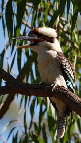 kookaburra on a branch