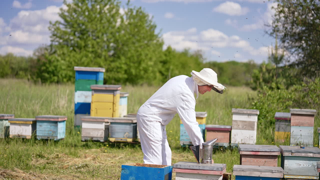Man in white clothes uses smoker against bees. Insects swarming around the apiculturist. Blurred nature backdrop.