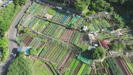 Aerial-View-of-Urban-Vegetable-Farm-Plots-in-Zhuwei,-Tamsui,-Taipei