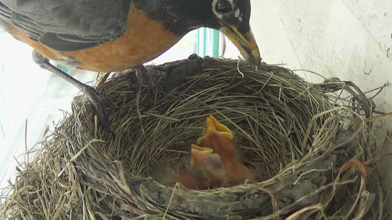 Three tiny fuzzy baby Robins are fed bugs in nest by dutiful mother