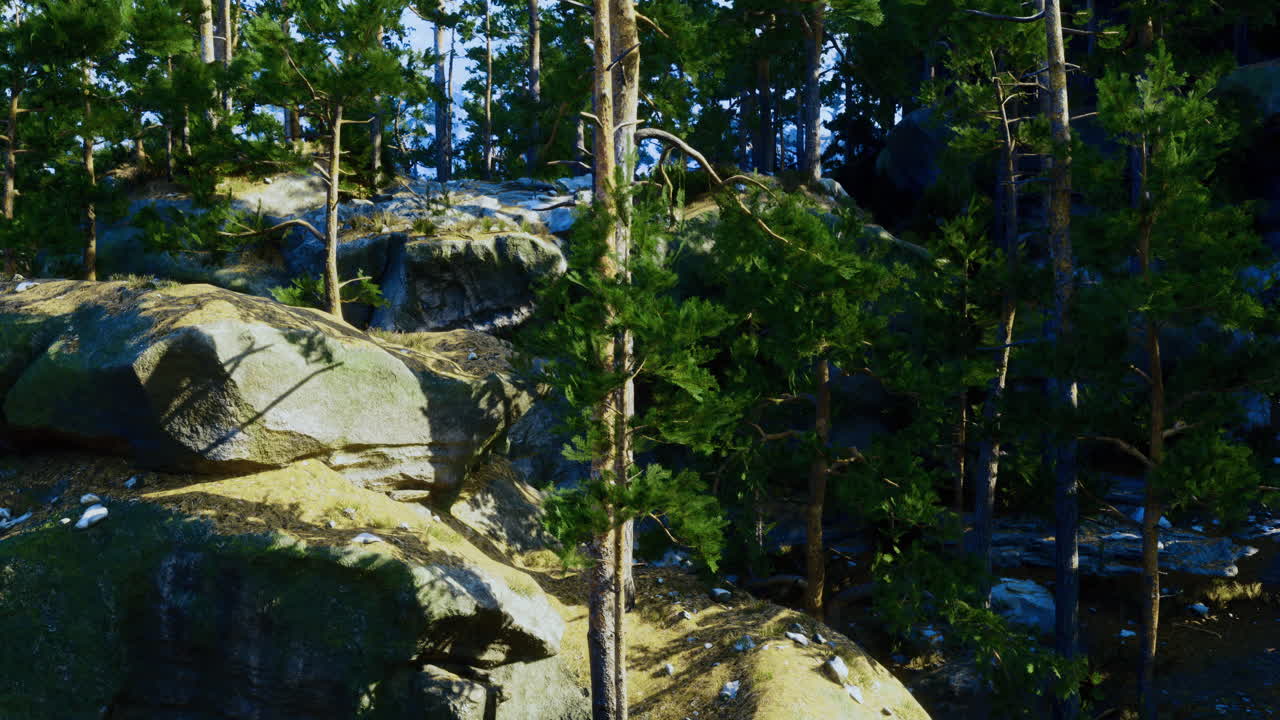 Lush forest landscape with towering trees and rugged rock formations