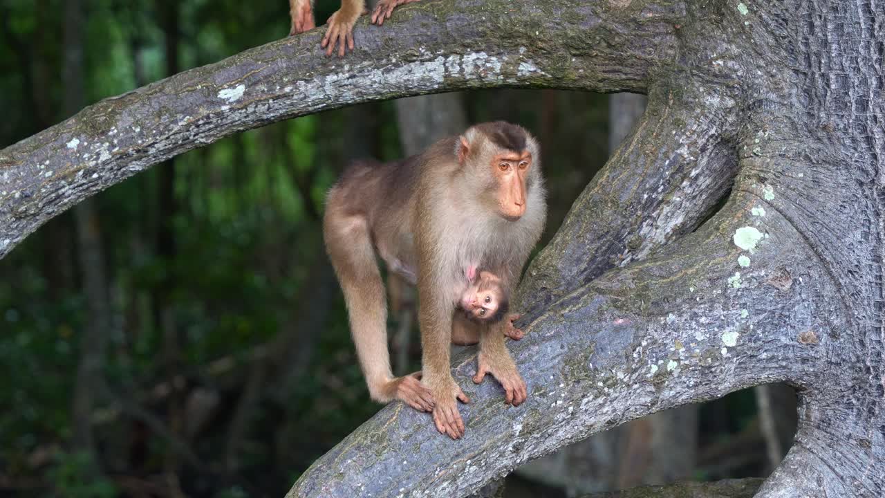 una madre macaco de cola de cerdo del sur posada en la rama de un árbol mientras su bebé se aferra al revés a su parte inferior contra un telón de fondo de denso follaje verde del bosque, tiro de cerca