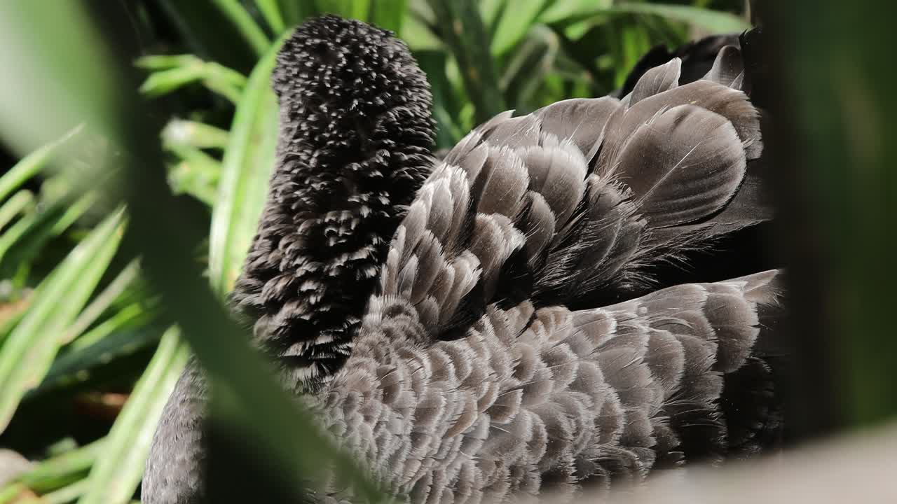 블랙 스완 (black swan)