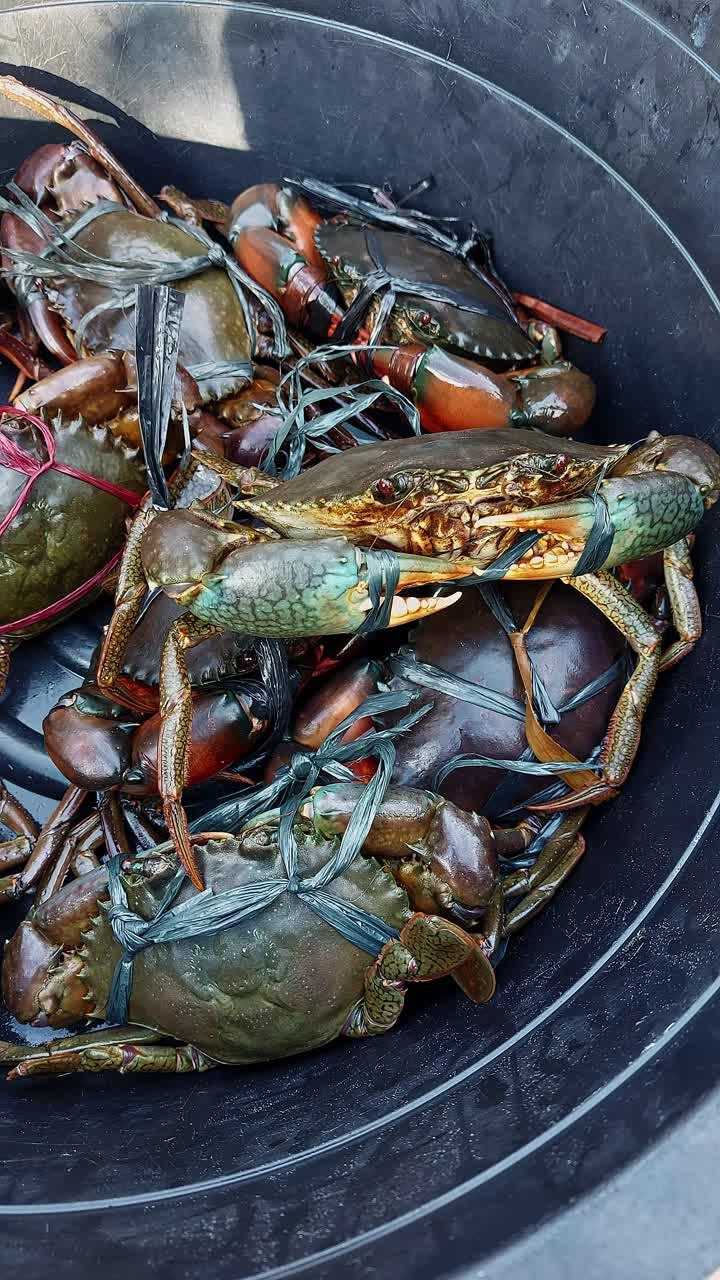 A bucket filled with live fresh mud crabs or Scylla serrata, bound and ready for sale at a local market in Bohol, Philippines