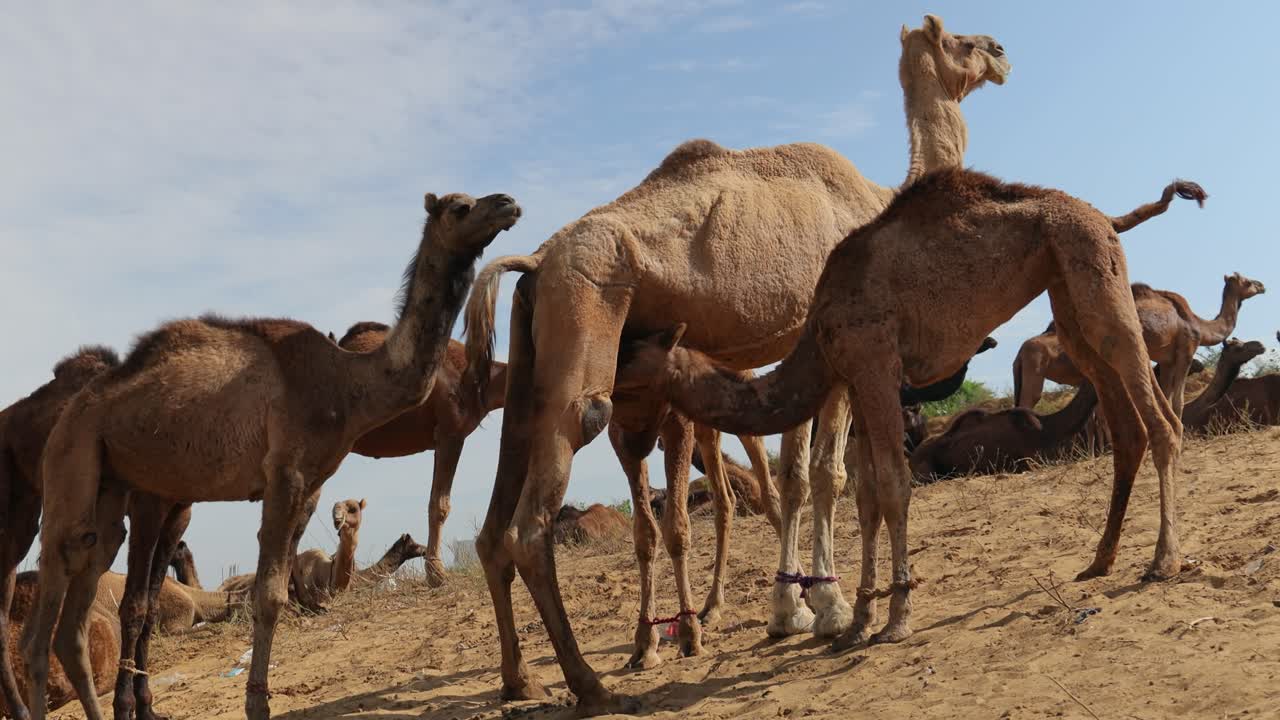 camellos en la feria de pushkar, también llamada feria de camellos de pushkar o localmente como kartik mela es una feria anual de varios días de ganado y cultural que se celebra en la ciudad de pushkar, rajasthan, india.