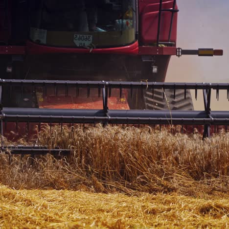 part of combine harvester on the dry field. process of cutting ripe spikelets of wheat in the farmland. agricultural machine gathering crop. close-up.