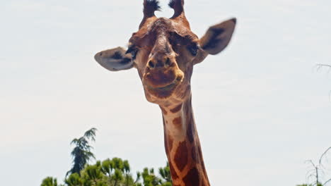 very tight portrait of wild african giraffe chewing and starting in camera in serengeti, kenya