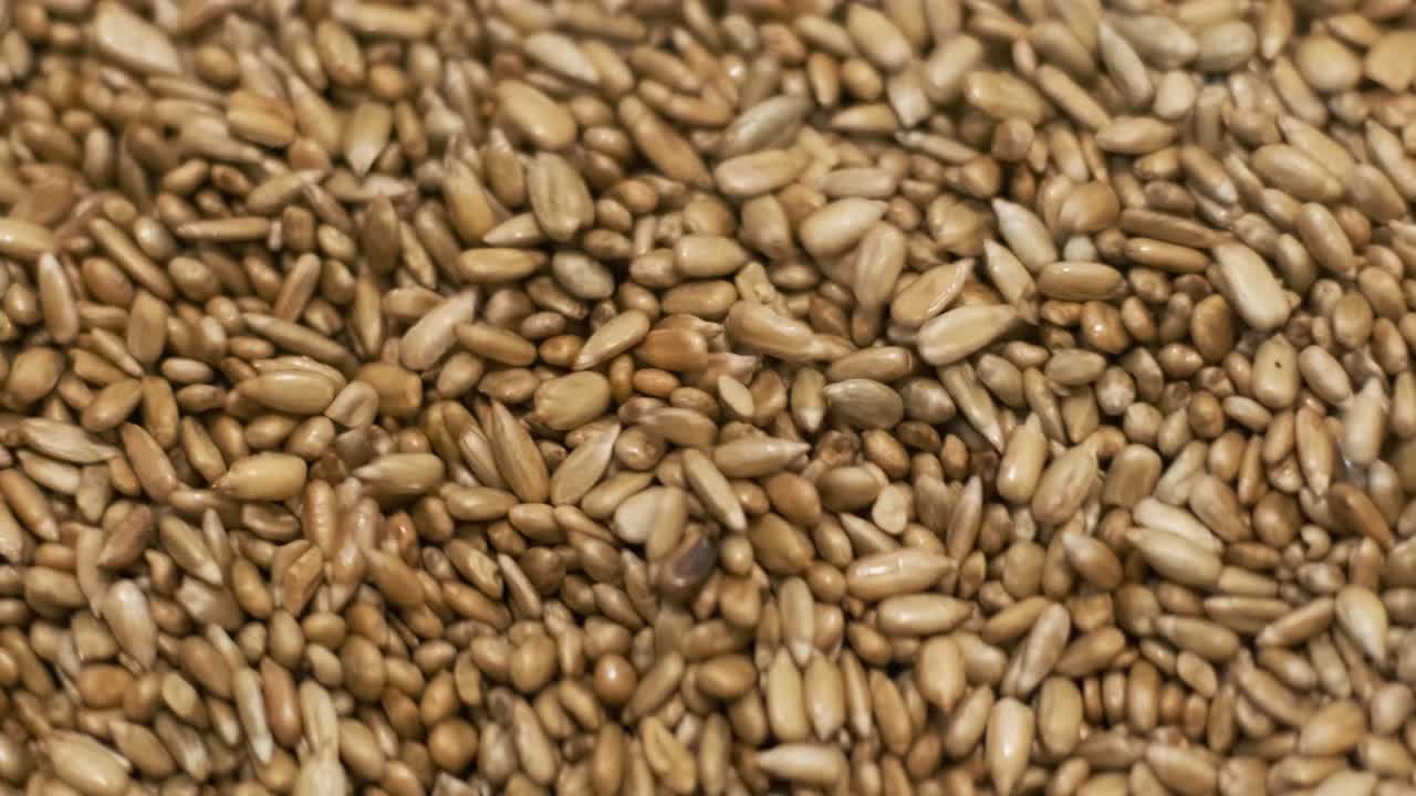 많은 씨, 태양광 씨, 베이킹 기계, 움직이는 긴 태양광씨, 기계에서 나온 음식 생산.