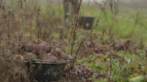 fresh beet on wooden surface