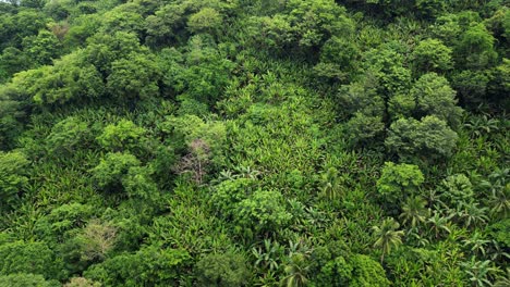aerial orbit of mountainside, tropical jungle with acacia, palm, and abaca trees in catanduanes, philippines