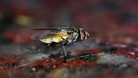 housefly washing its rear legs on a dirty kitchen counter