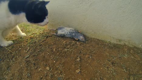 Black-and-white-tom-cat-playing-moving-a-dead-rat-mouse-rodent