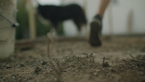 soil, person, and dog