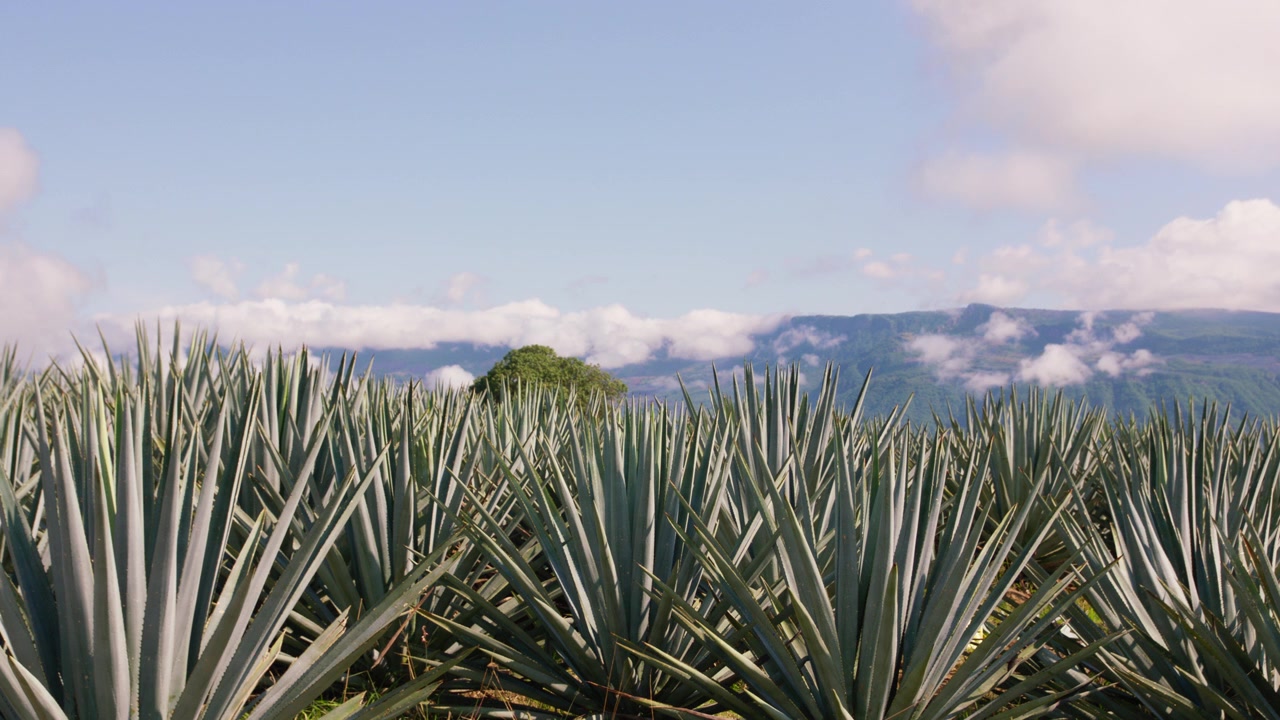 Fredfyldt tidsforskudt optagelse af en traditionel mexicansk blå agave-plantage til tequilaproduktion, hvor bløde skyer langsomt driver hen over himlen over det rolige landlige landskab