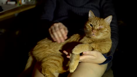 a red cat lays on someone's knees, the hands are stroked by a pet.