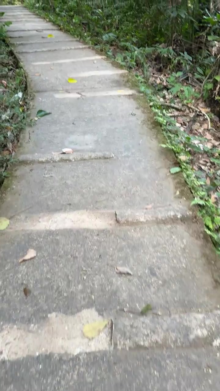 Walking Down Concrete Stairs on a Forest Trail