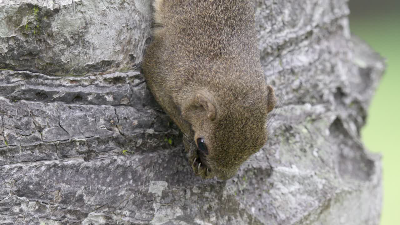 Close up of a squirrel eating a nut in slow motion