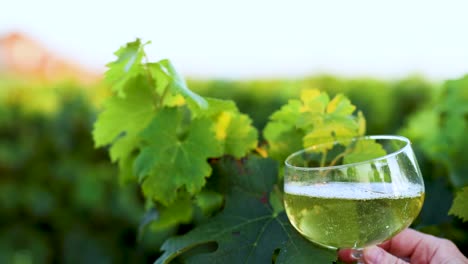 white wine being poured in vineyard setting