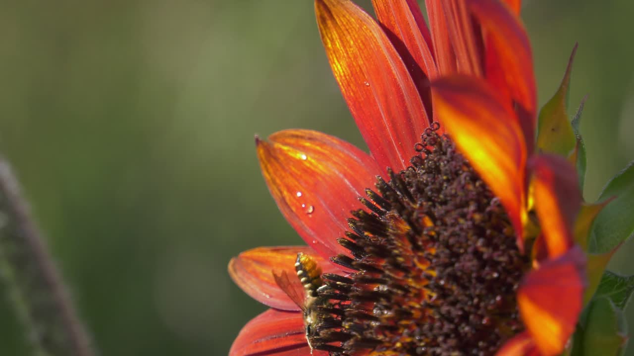 Close-up of a Bee on a Red Sunflower