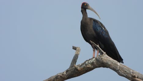 ibis in pond area ..