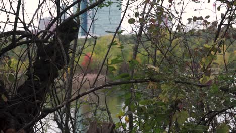 Pan-up-to-Skyscrapers-and-autumn-trees-through-woodwork-vegetation-with-lake-in-background