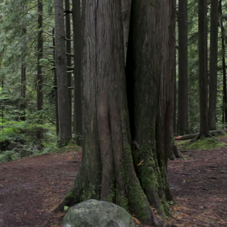 Zu-Fuß-In-Richtung-Alter-Moosiger-Baum-Im-Wald