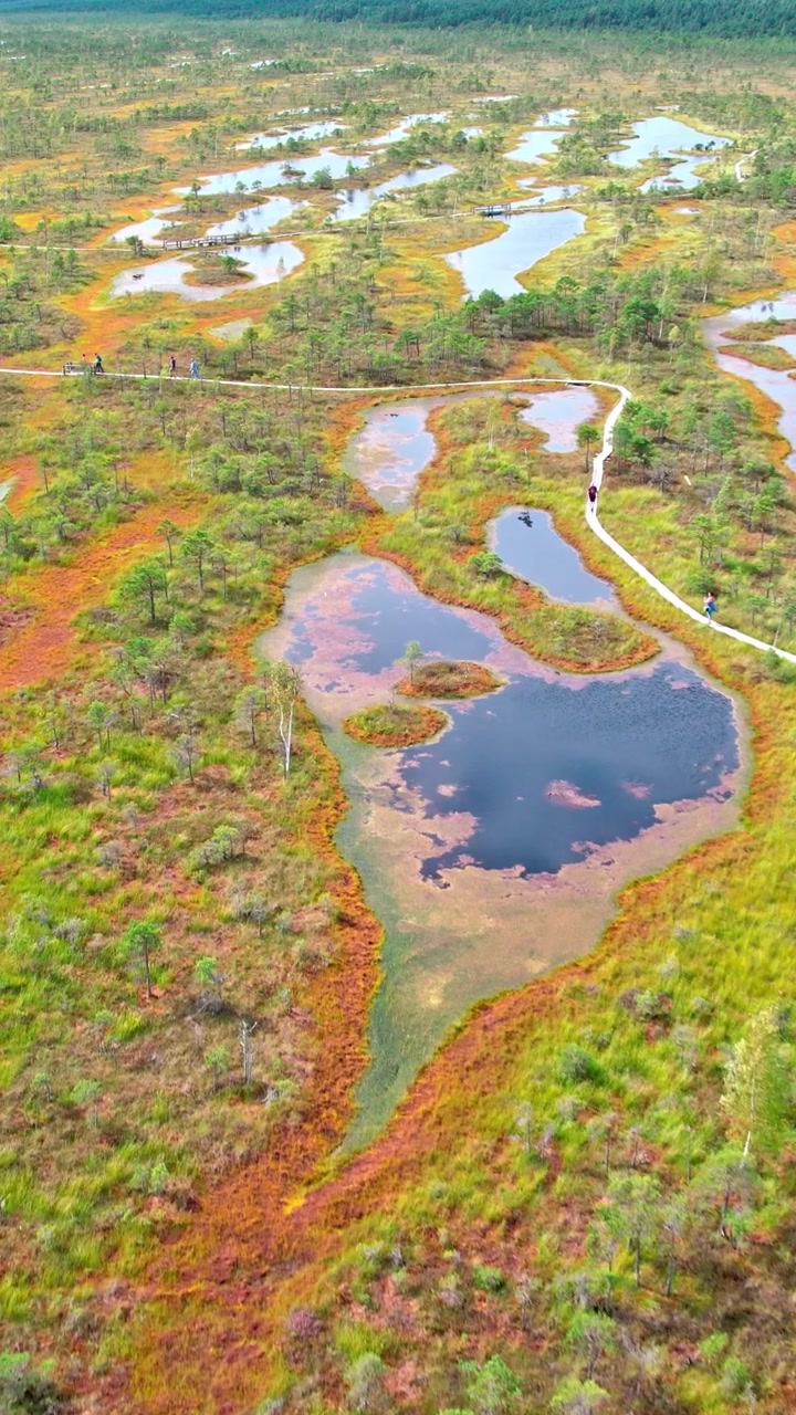 Esplora la splendida vista aerea della palude di Kemeri nella natura della Lettonia.