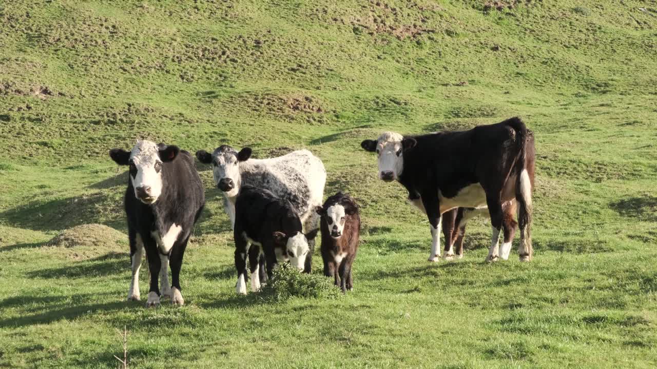 Two calves investigating thistle  in the afternoon winter sun