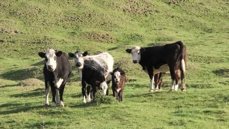 two calves investigating thistle  in the afternoon winter sun