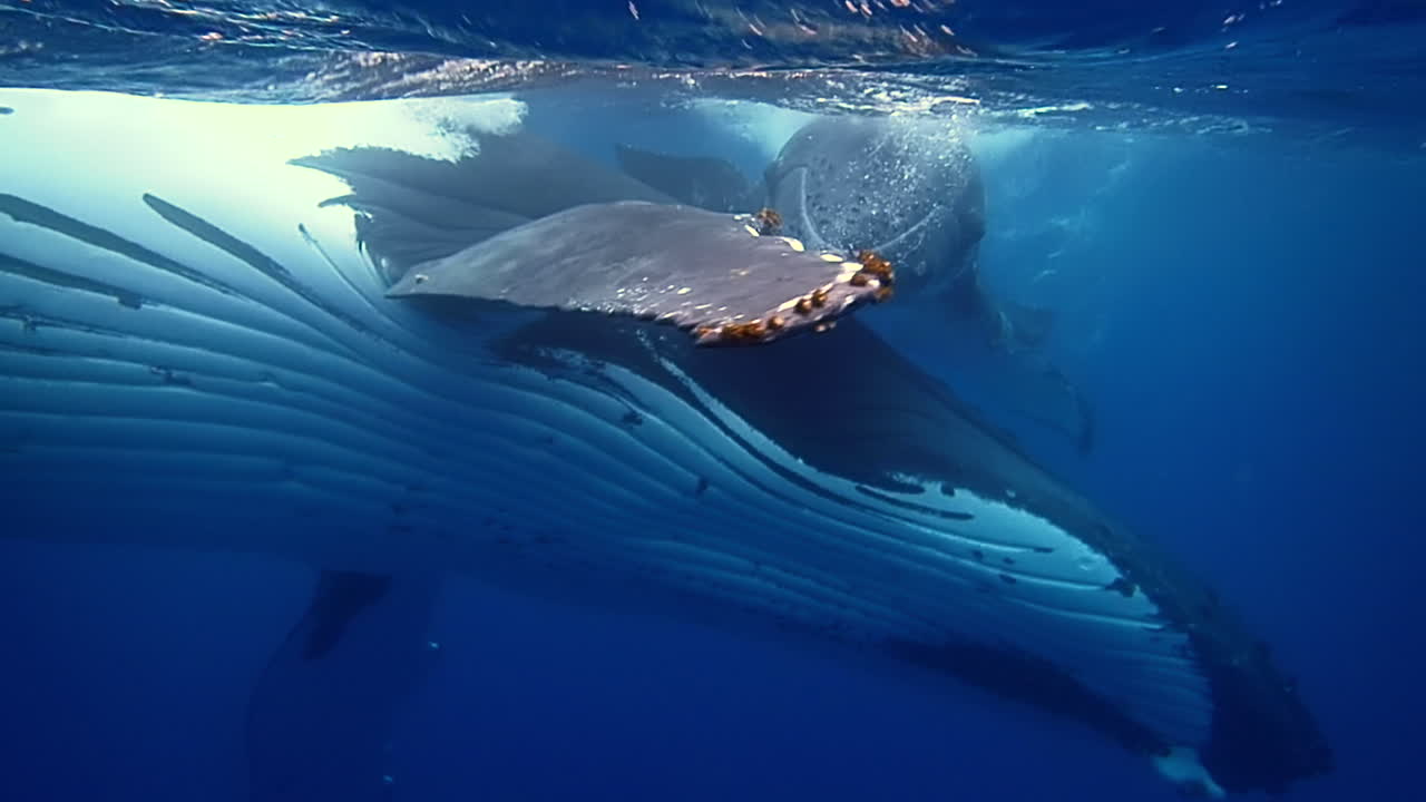 Underwater shot of mother and calf humpback whale swimming in dark blue sea