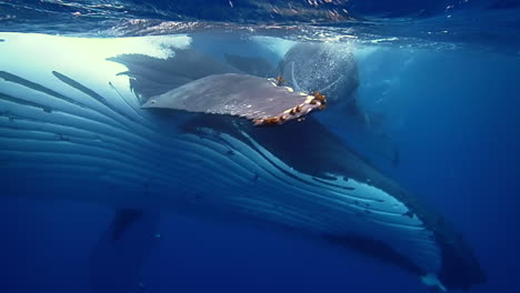 underwater shot of mother and calf humpback whale swimming in dark blue sea