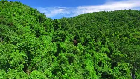 flyover-tropical-palms-and-green-trees-North-tropical-Queensland