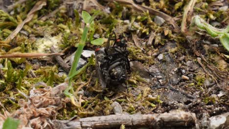 close up shot of two flies mating on a earth forest ground