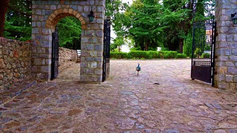 Bunter-Pfau-Tritt-Majestätisch-Durch-Das-Tor-Des-Steinernen-Klosters-Von-Saint-Naum-Von-Ohrid-In-Mazedonien-Ein