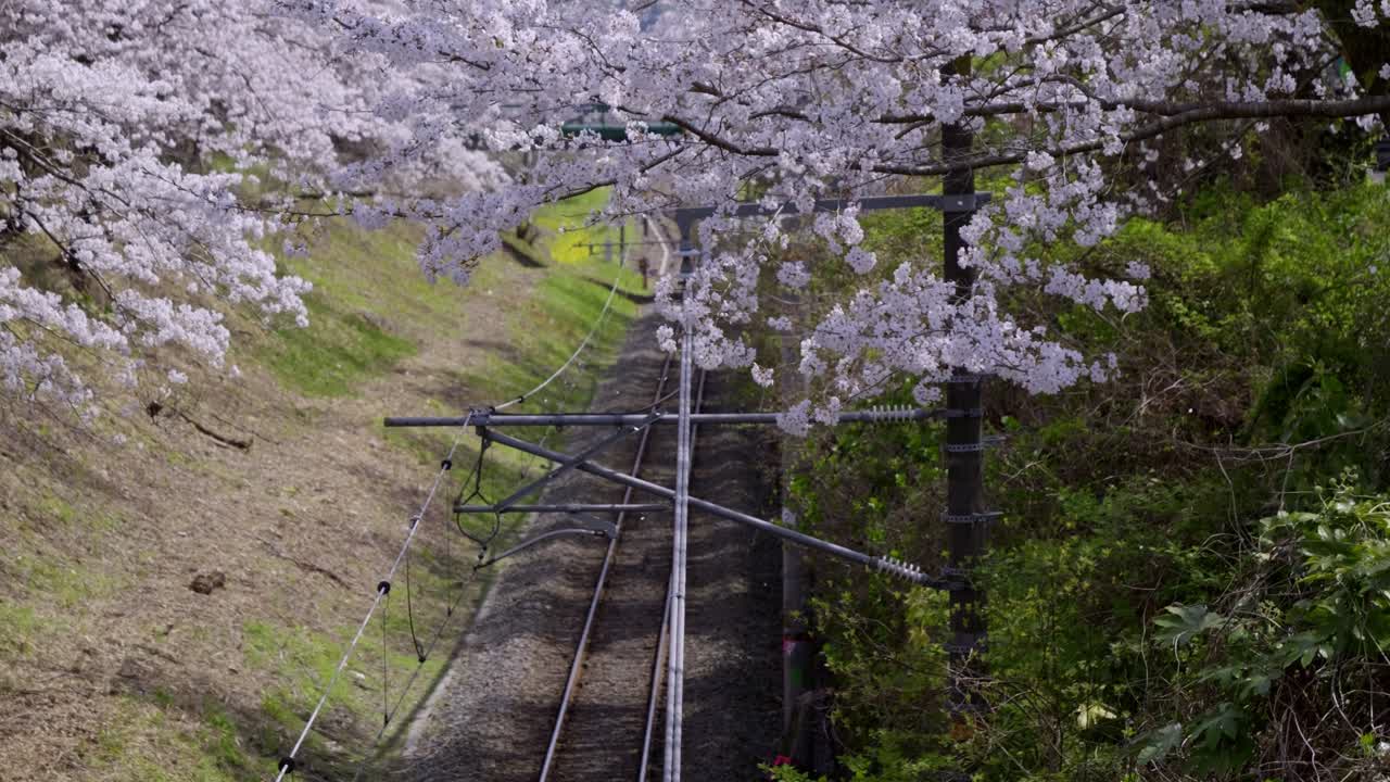 Incredible cinematic slow motion tilt up over Sakura and train tracks