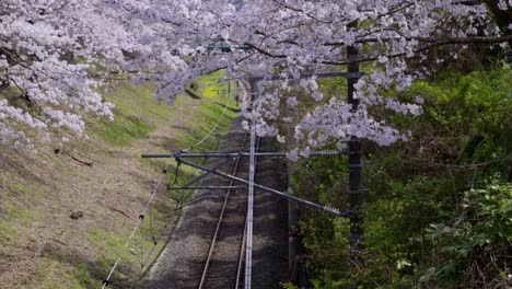 incredible cinematic slow motion tilt up over sakura and train tracks