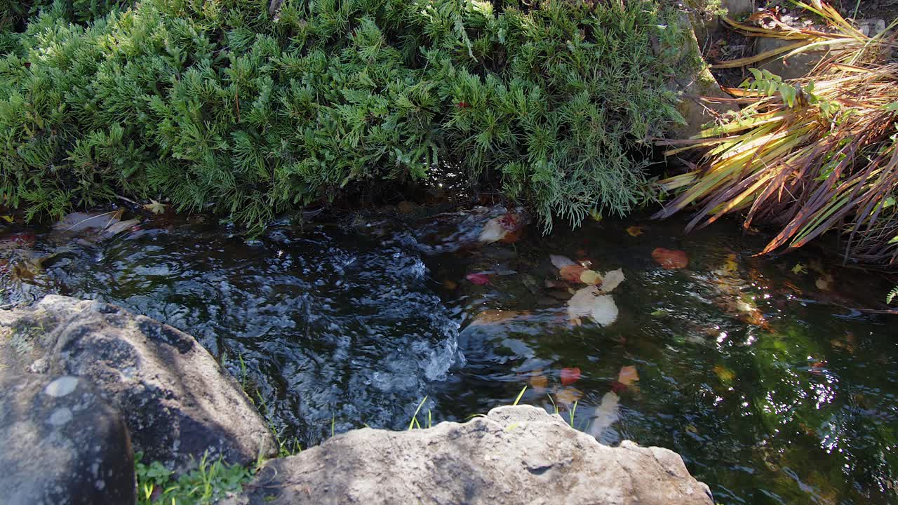 Uno stretto ruscello scorre sopra foglie autunnali cadute in una serena scena naturale.