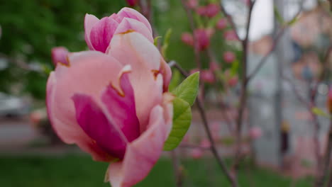hermosas flores rosadas floreciendo en primer plano. un fondo de naturaleza pacífica.