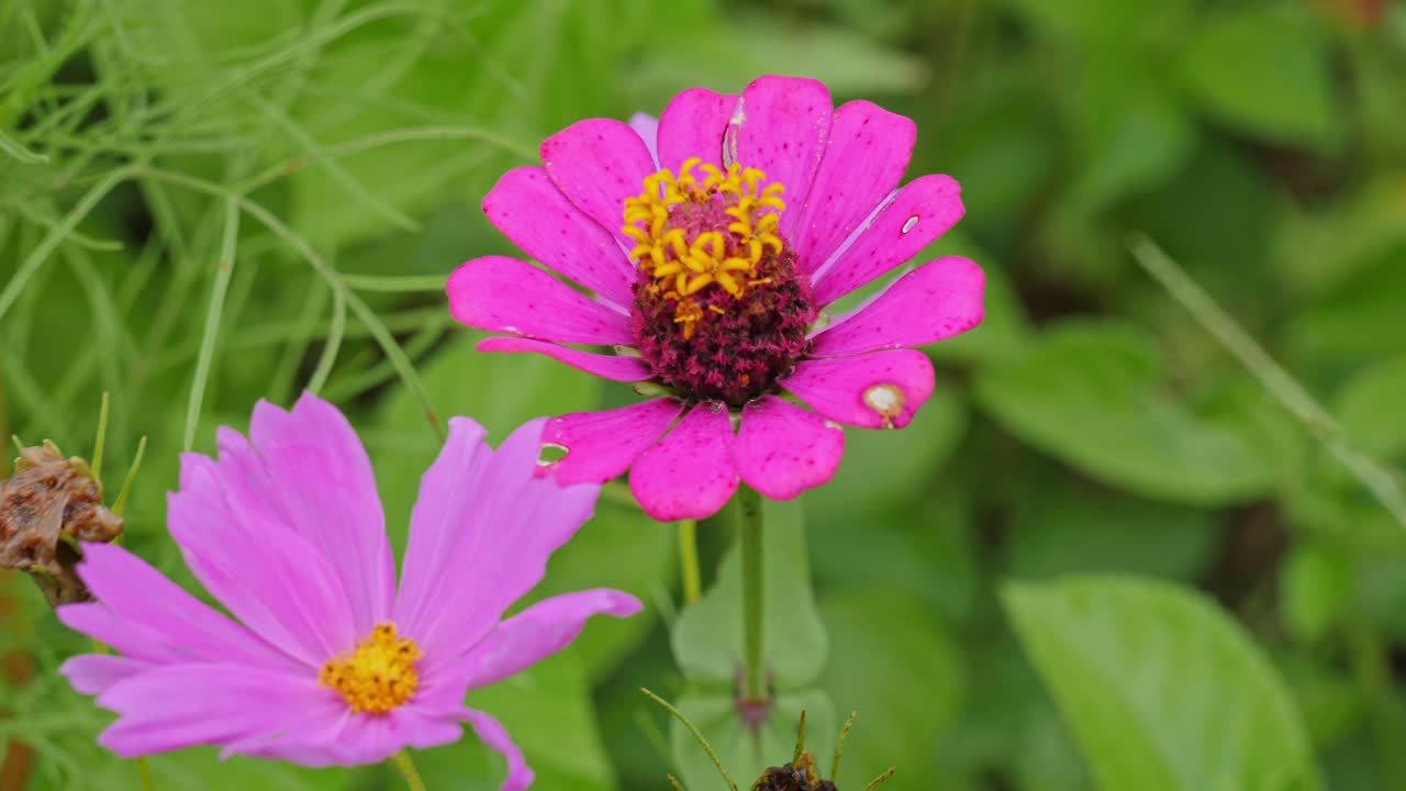 primer plano de flores de zinnia, violeta y rosa con hermosos pétalos
