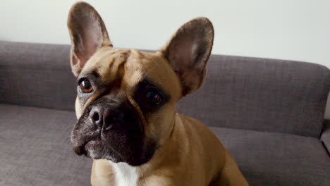 french bulldog face close-up