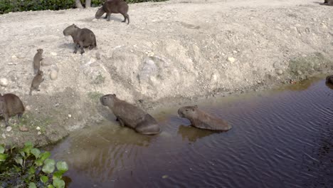 gran roedor en el lago