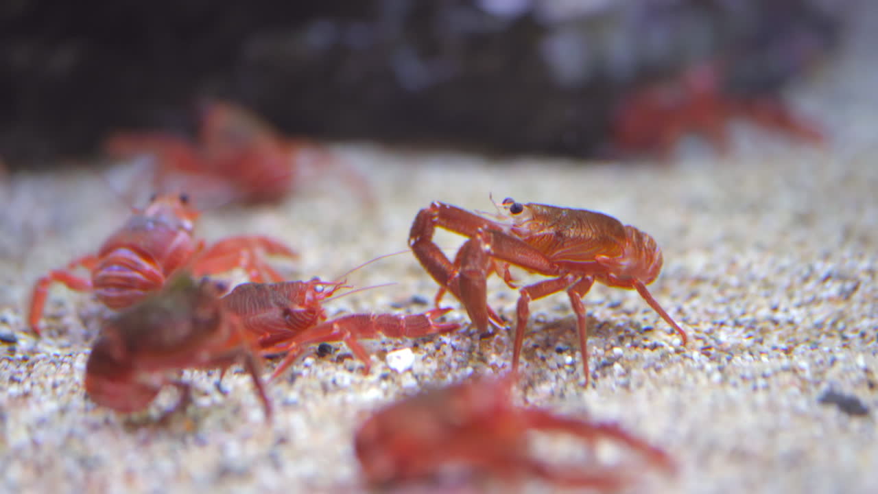Two Crayfish Confront Each Other in Dappled Pool