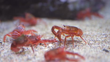 two crayfish confront each other in dappled pool
