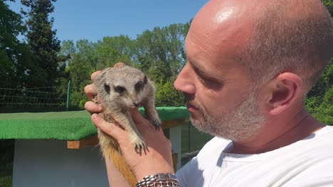 adult caucasian man kisses meerkat on muzzle while holding it in hands