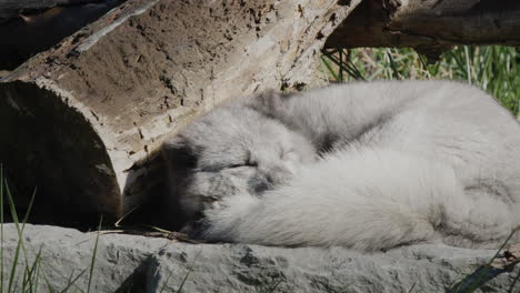 Arctic-fox-sleeps,-snatched-into-its-fluffy-tail