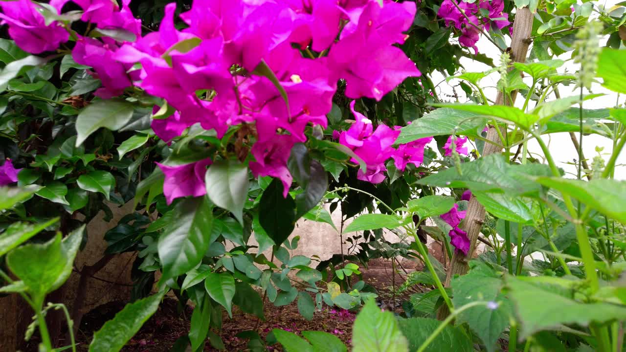 Zoom out from vivid pink bougainvillea flowers showing tropical vegetation and sunlight filtering through
